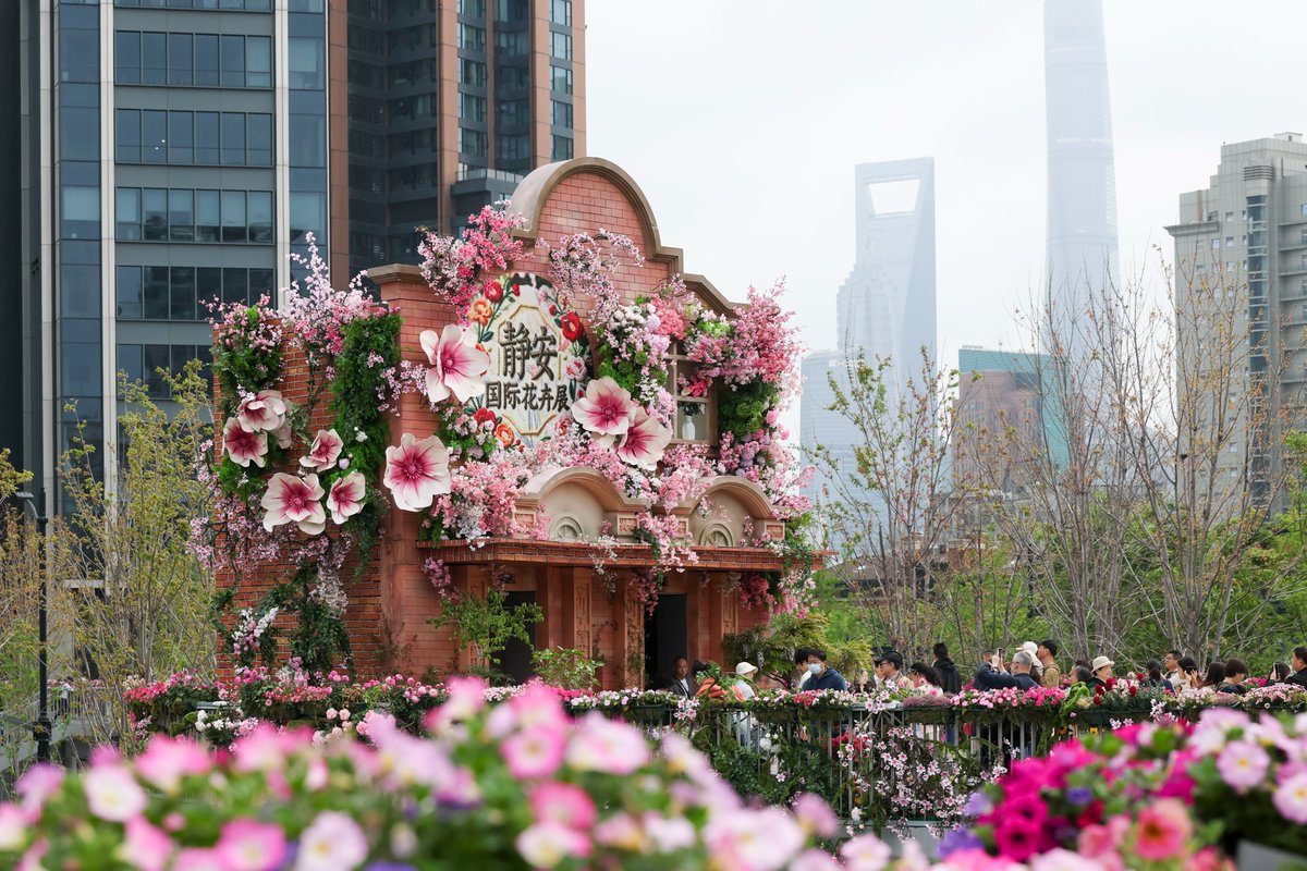 shanghai490528's tweet image. #Flowers in malls. #Blooms in backstreets. And a giant fluffy #westie stealing the show. #Shanghai's International Flower Festival is here — and it's turned the whole city into a playground. #Tourists snap. Dogs pose. Spring has never looked this fun.🌸（From Xinhua News Agency）