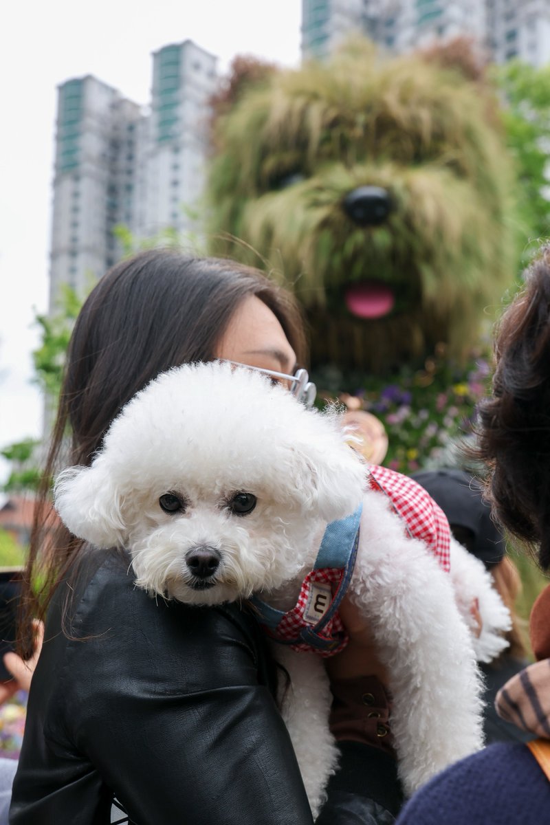 shanghai490528's tweet image. #Flowers in malls. #Blooms in backstreets. And a giant fluffy #westie stealing the show. #Shanghai's International Flower Festival is here — and it's turned the whole city into a playground. #Tourists snap. Dogs pose. Spring has never looked this fun.🌸（From Xinhua News Agency）