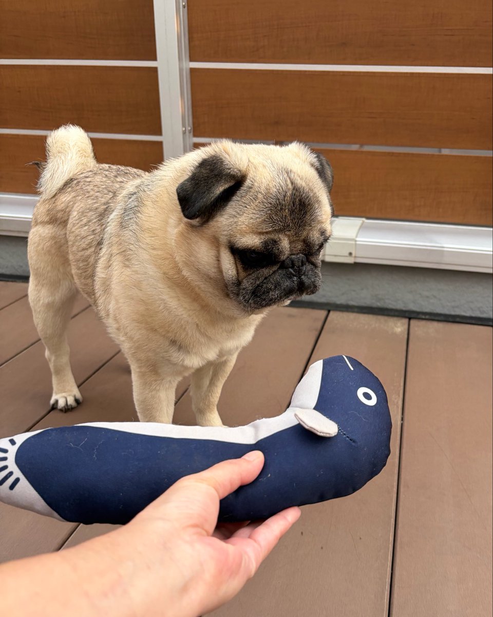 marukoccino tweet media