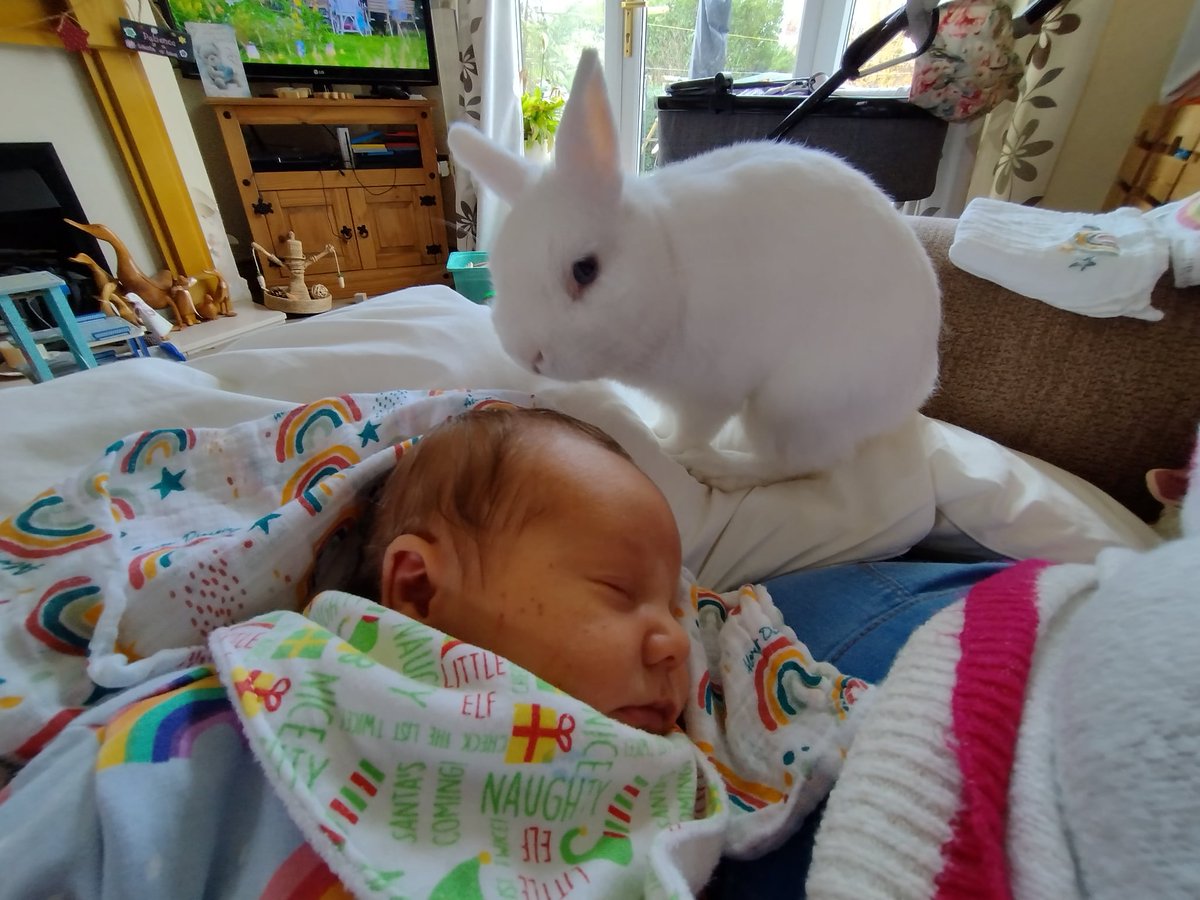 Neil The Rabbit tweet media