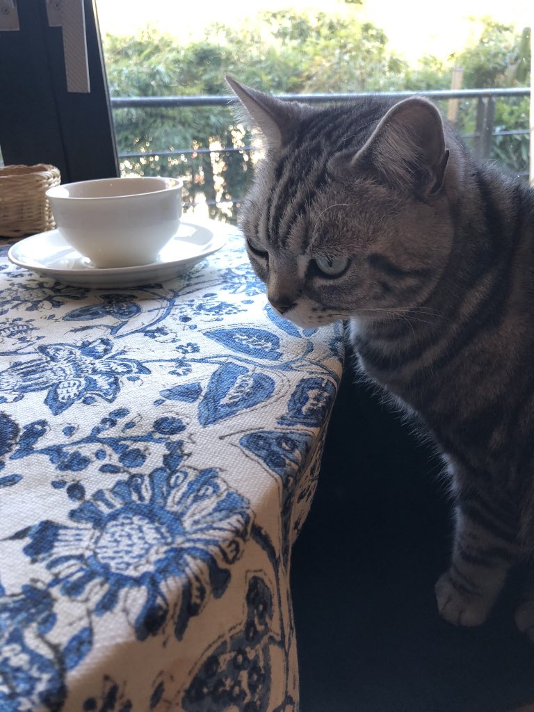藤井 凌🐕🕊 tweet media