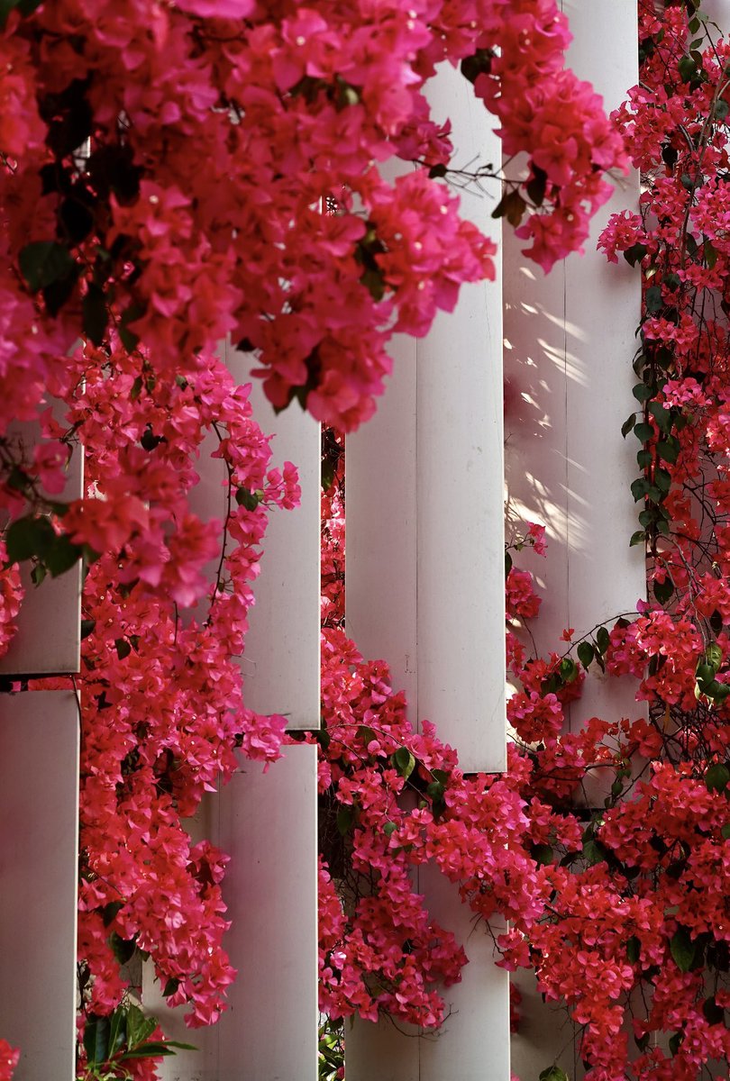 AmazingSichuan6's tweet image. 💐The flowers blooming all over #Chengdu are incredibly gorgeous and breathtakingly beautiful, just like a #ParkCity. #SpringVibes #SichuanTravel