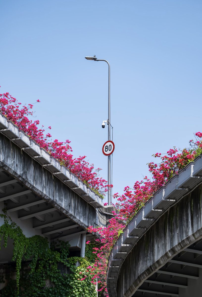 AmazingSichuan6's tweet image. 💐The flowers blooming all over #Chengdu are incredibly gorgeous and breathtakingly beautiful, just like a #ParkCity. #SpringVibes #SichuanTravel