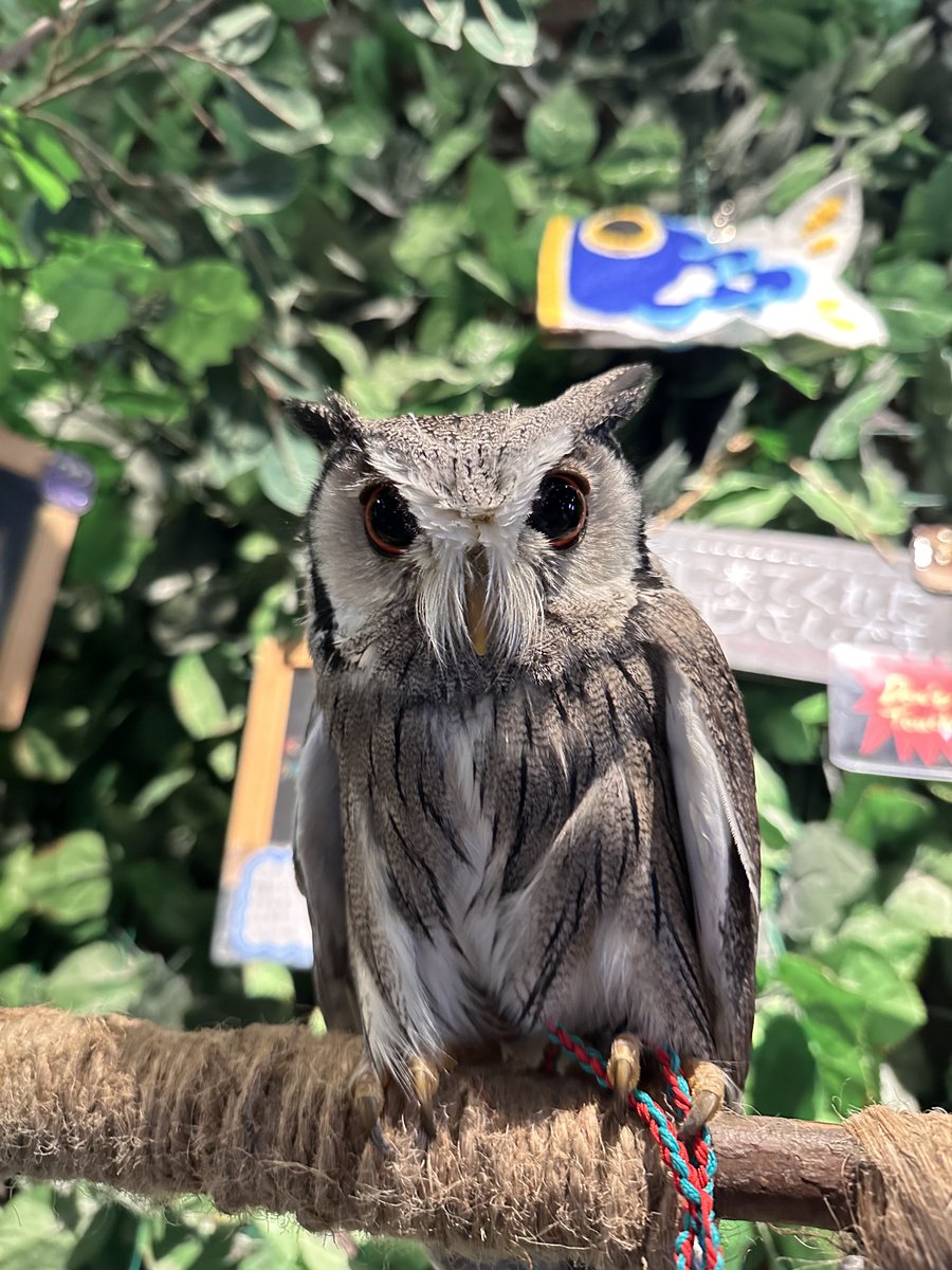 owlcafe_rakuen's tweet image. 爪と嘴カットのメンテナンスのご利用で
アフリカオオコノハズクのふわりちゃんが
遊びに来てくれました🦉
 
いつもご利用頂きありがとうございます🙇🏻‍♂️

#フクロウカフェ
#フクロウ
#ペット