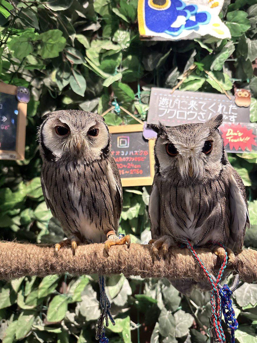 owlcafe_rakuen's tweet image. 爪と嘴カットのメンテナンスのご利用で
アフリカオオコノハズクのふわりちゃんが
遊びに来てくれました🦉
 
いつもご利用頂きありがとうございます🙇🏻‍♂️

#フクロウカフェ
#フクロウ
#ペット