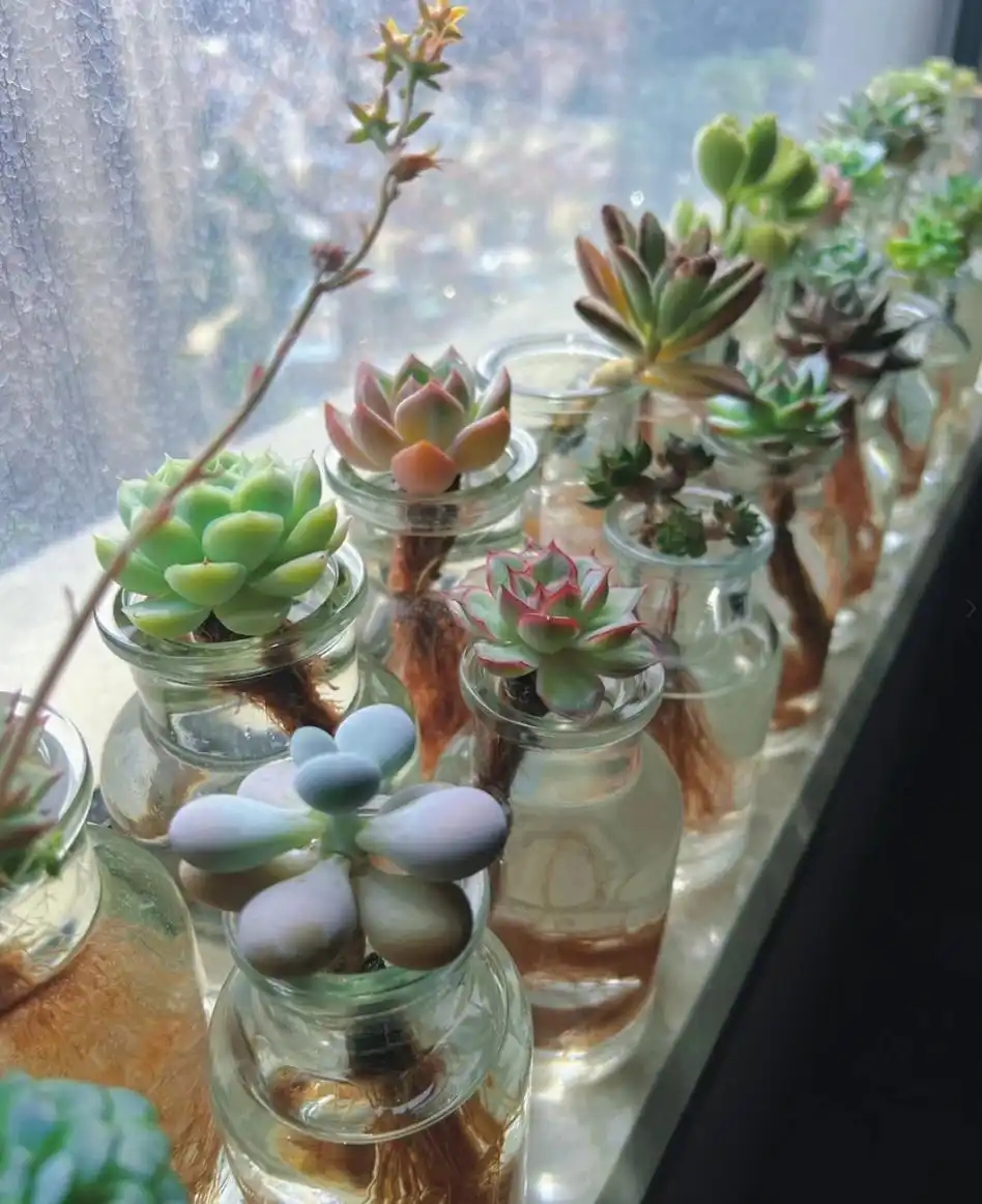 PA_Larrieu's tweet image. "Turn an old glass jar into a cute plant pot! Clean it, add pebbles for drainage, plant succulents—done!  #Upcycle #DIY #EcoFriendly"