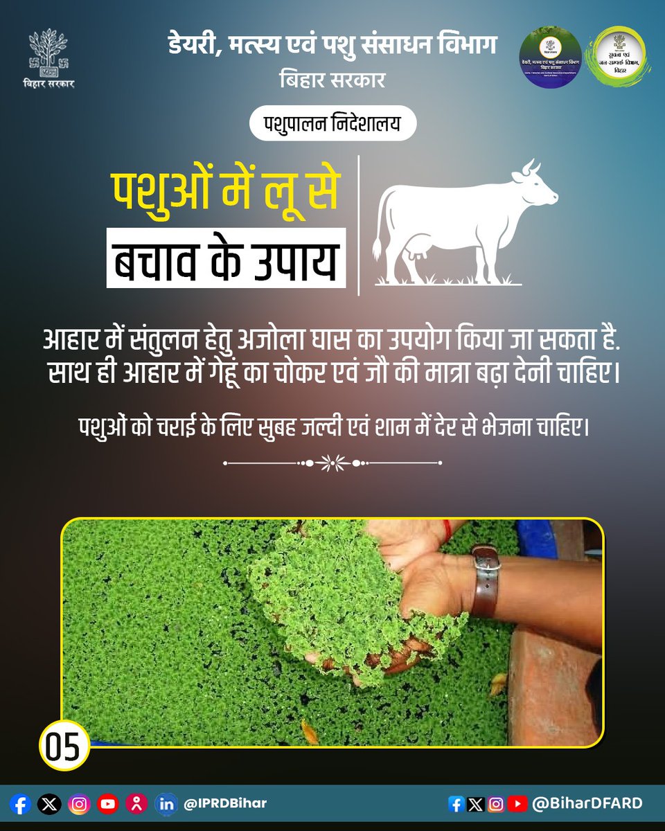 BiharAFRD's tweet image. पशुओं में लू से बचाव के उपाय।
@Kapil_IAS
@IPRDBihar
@Agribih
@Dept_of_AHD
@HorticultureBih
#comfed
#dairy
#pashupalak
#fish
#fisheries 
#BiharAnimalAndFisheriesResourcesDept