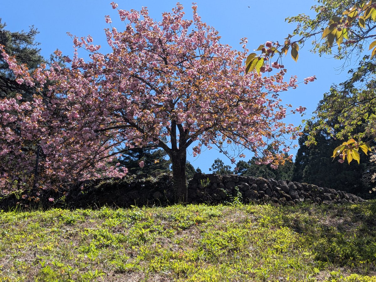 蝦夷館公園(えぞたてこうえん)の八重桜が満開でした。