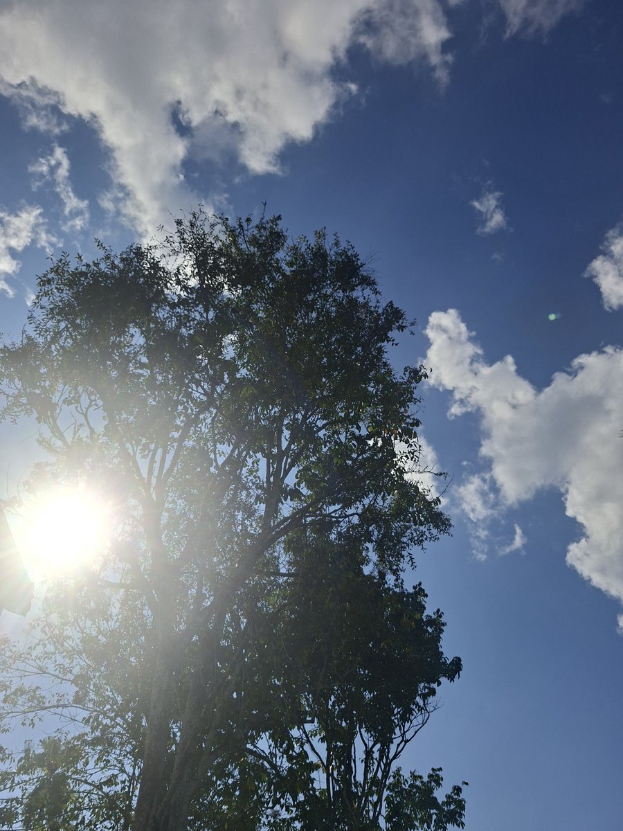 lail donat pink tweet media