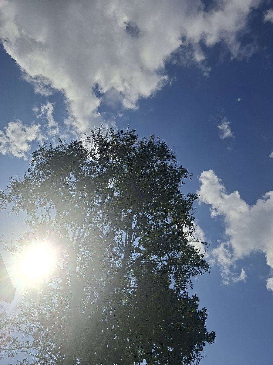 lail donat pink tweet media