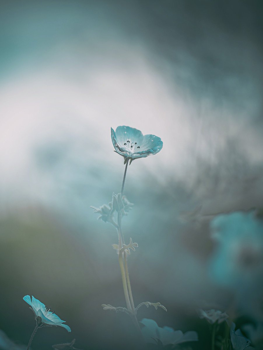 noco｜花の写真家 tweet media