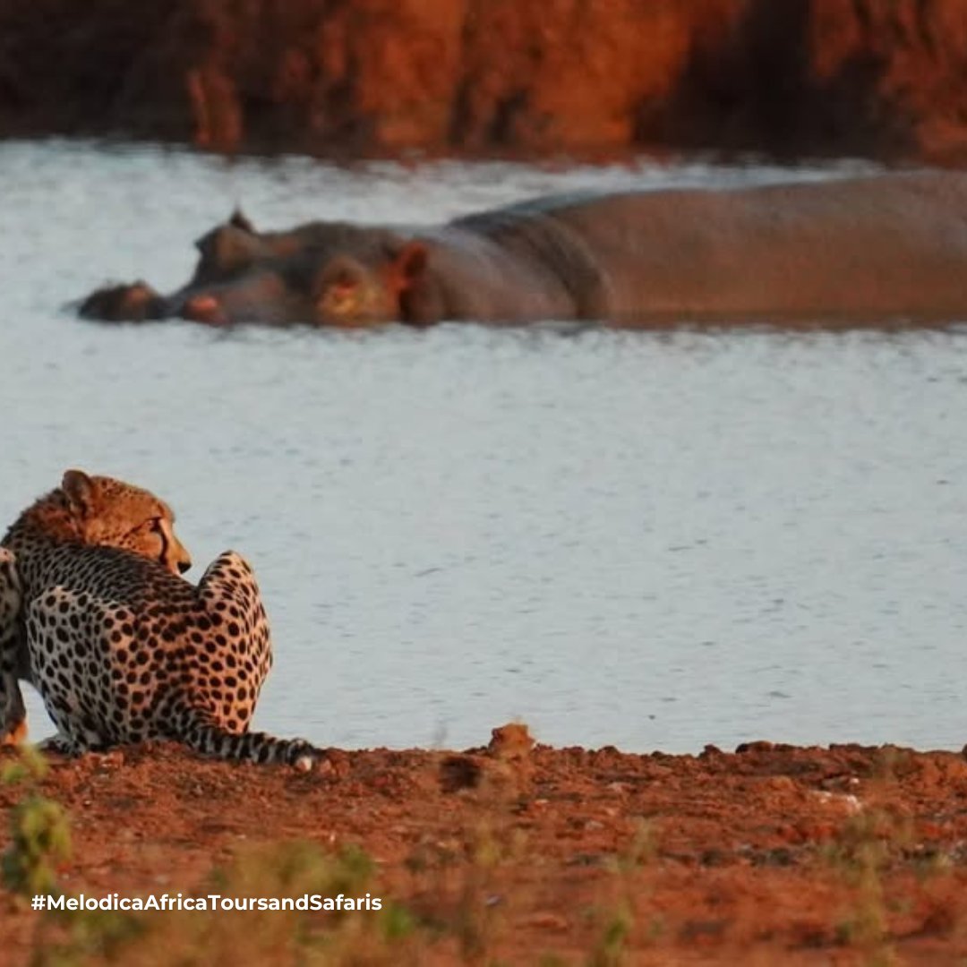 Melodica_Safari's tweet image. 🌿 Step into the untamed beauty of the Kenyan savannah

✨ Ready to experience the wild like never before?

📩 Get in touch and let’s craft your perfect safari adventure

#KenyaSafari #AfricanSavannah #SafariAdventure #WildAfrica #KenyaTravel #NatureLovers #SafariLife