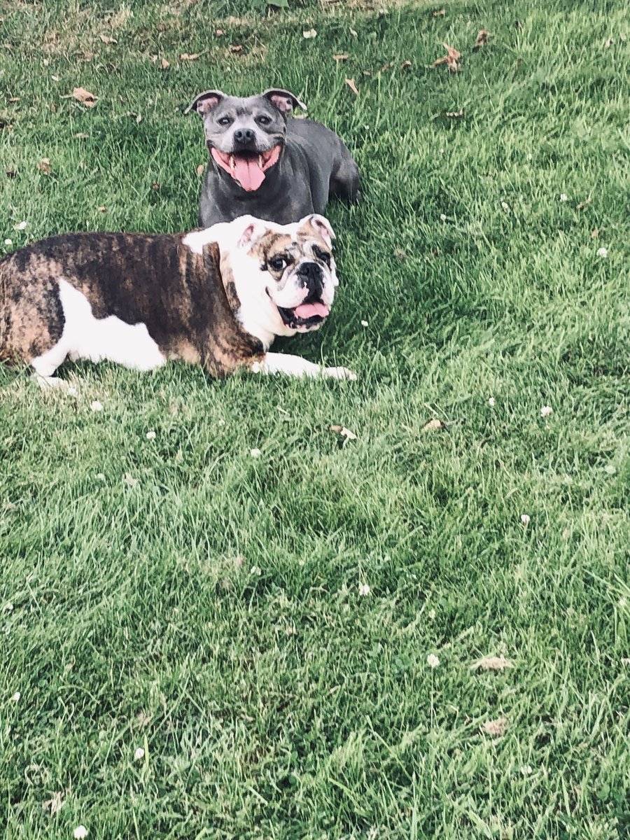 DrGar5's tweet image. Happy Birthday Trefor! 8 today. 🥳 #dog #dogs