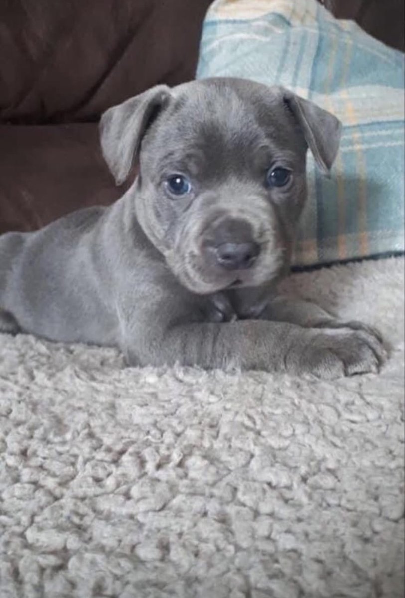 DrGar5's tweet image. Happy Birthday Trefor! 8 today. 🥳 #dog #dogs