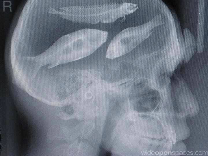 fishious tweet media