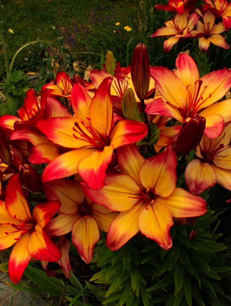 𝑙𝑦𝑟𝑎 tweet media