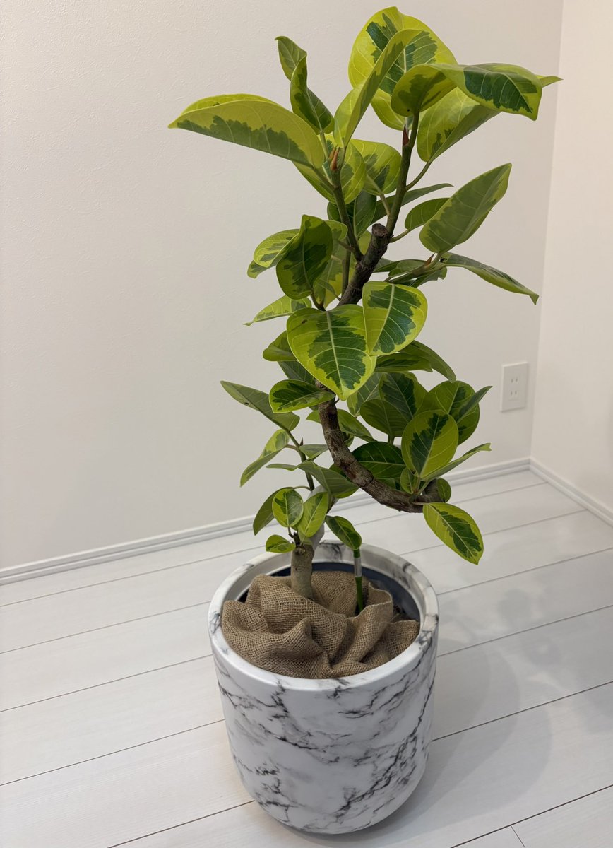 HrjSt's tweet photo. 良いお買い物をした☺️ https://t.co/0l5D1wGS4i