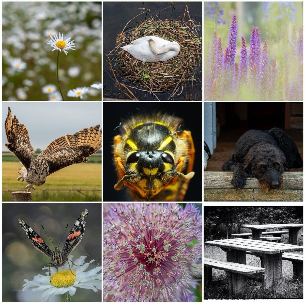 St.Ives Photographic Club tweet media