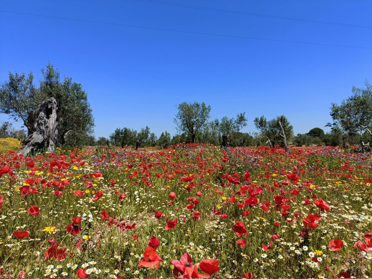 vikingonormanno's tweet image. #primavera #puglia #salento #nardó