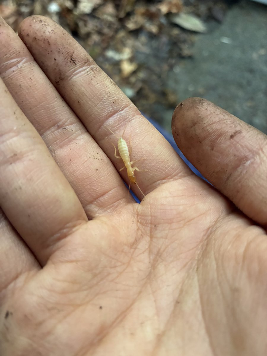 tdjscienceclub's tweet photo. 今日は部活の観察会でした！そこそこいい成果を出せて満足です。
ドンコ
ミズカマキリ
ガロアムシ
カメノコテントウ https://t.co/9OebZIQoOp