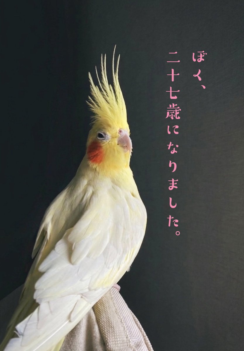 オグチヨーコ🐥 tweet media