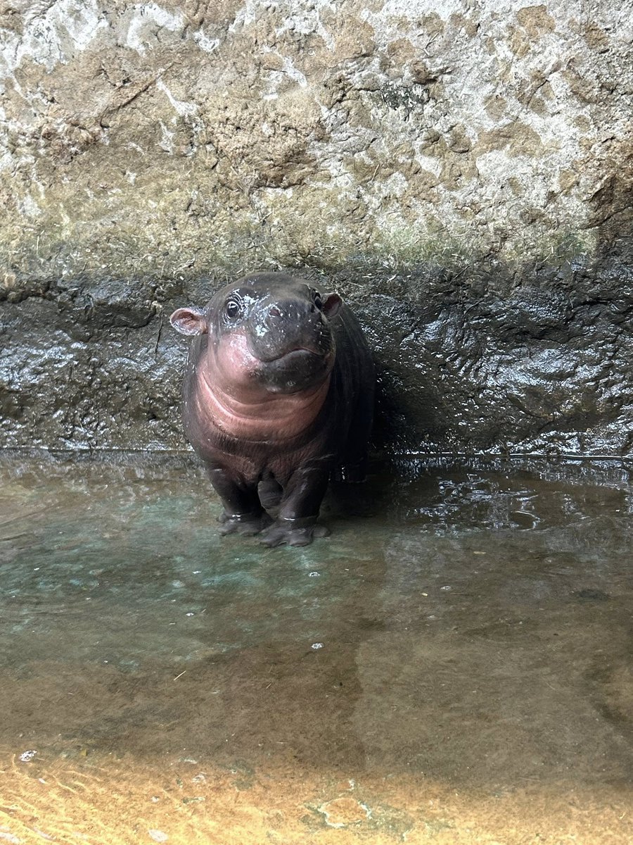 🐼🐻 I & Me 🐻🐼 tweet media