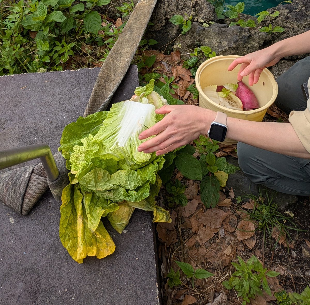 蓬（よもぎ） tweet media