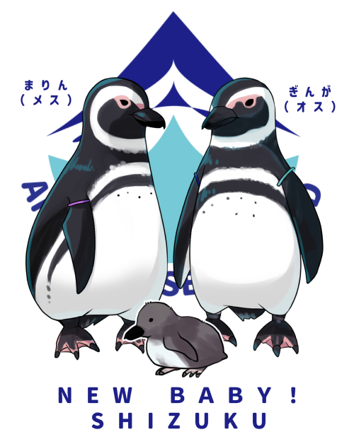 RT @kimisaba38: .@ktm_wallアナシーにペンギンの雛が生まれました