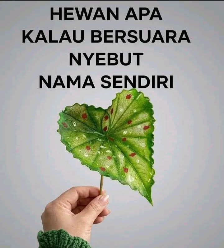 Recehin Aja tweet media