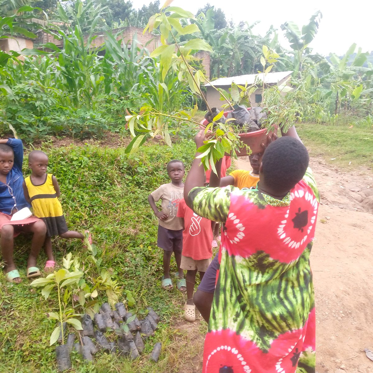 MasongoleR's tweet image. Trade in ecosystems services is now a real business. Uganda stands to benefit a lot from this act of climate justice, 
#distribution of tree seedlings under restore Africa -+++manafwa
@EverGreeningA @theGEF @min_waterUg
