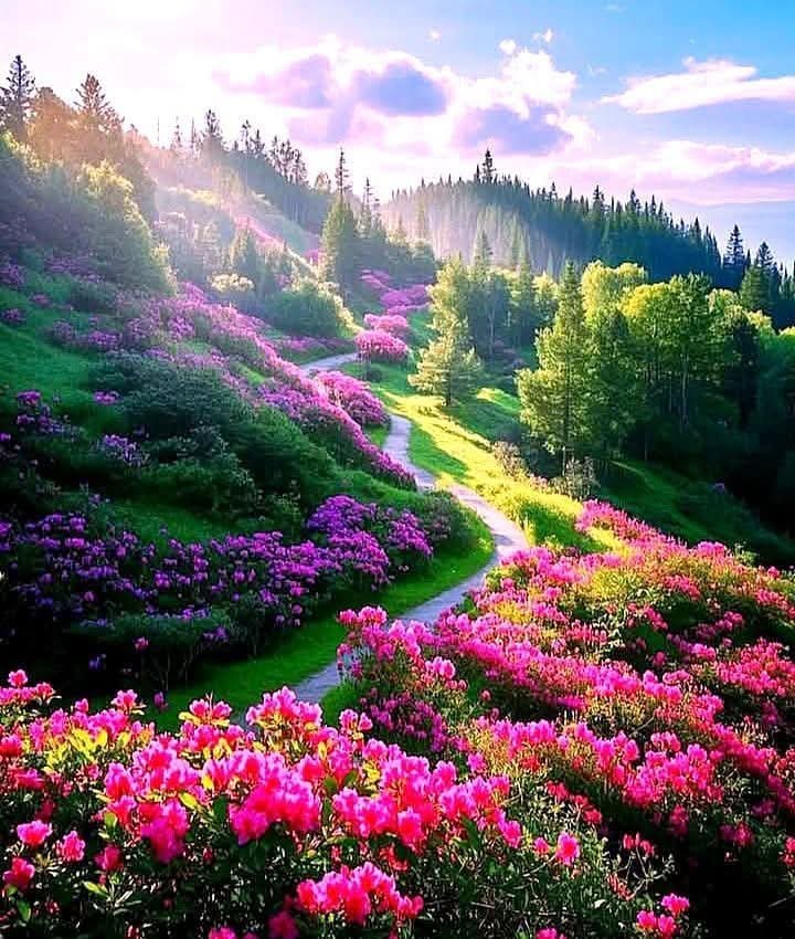 Arooma Ansar tweet media