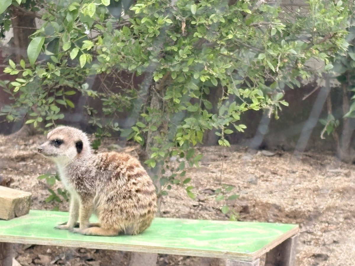 ましゅねこ🎨🦈@Twitch tweet media