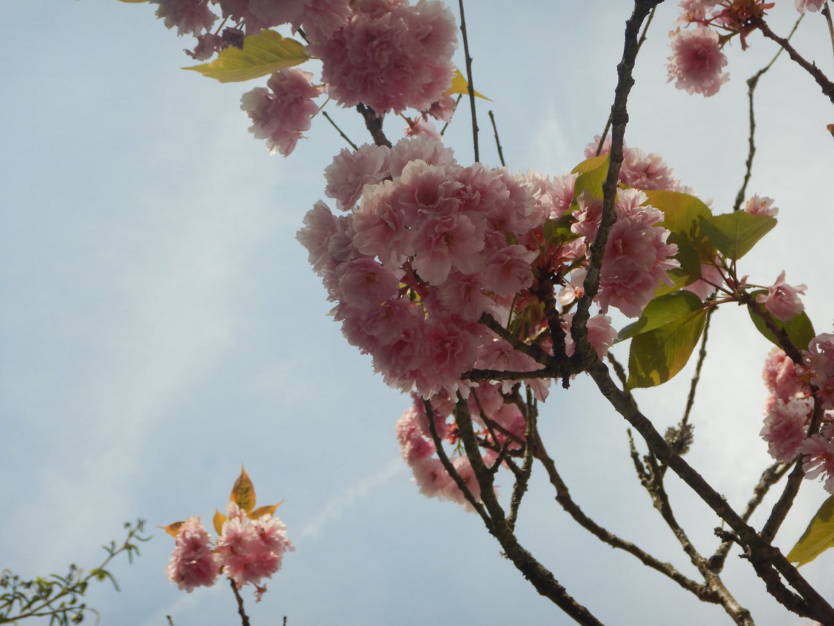 두마출 tweet media