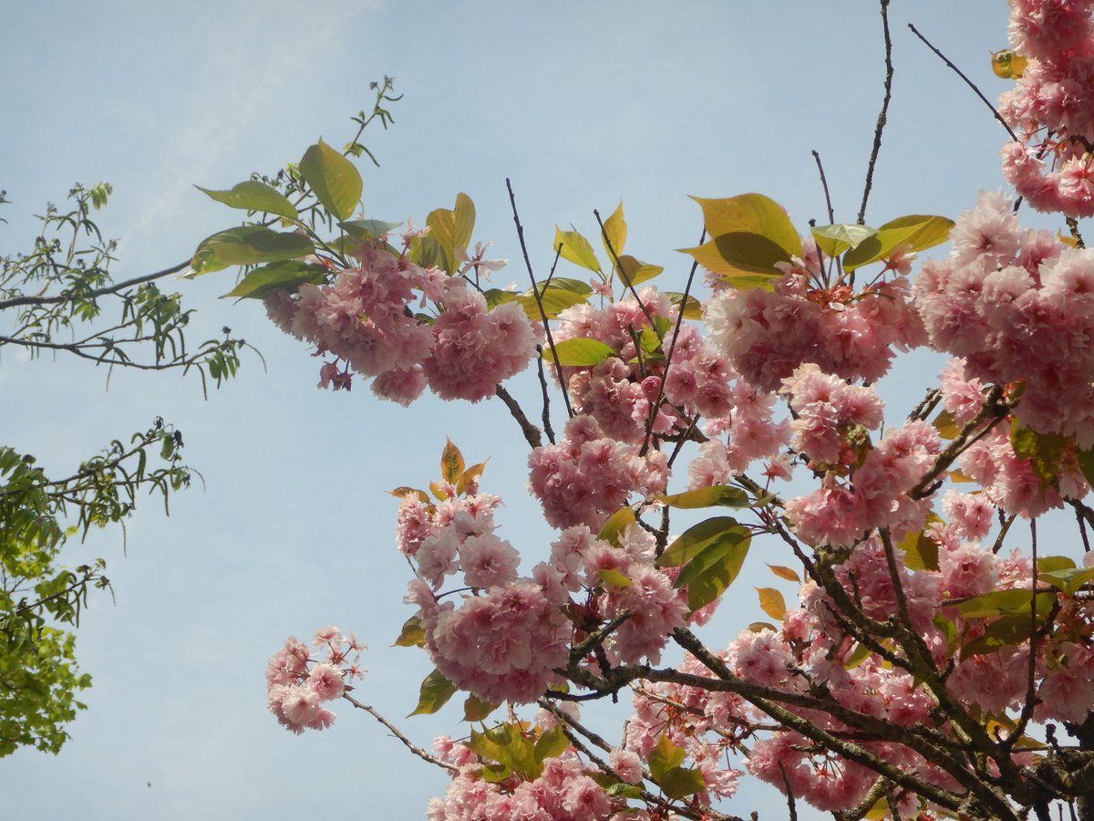 두마출 tweet media