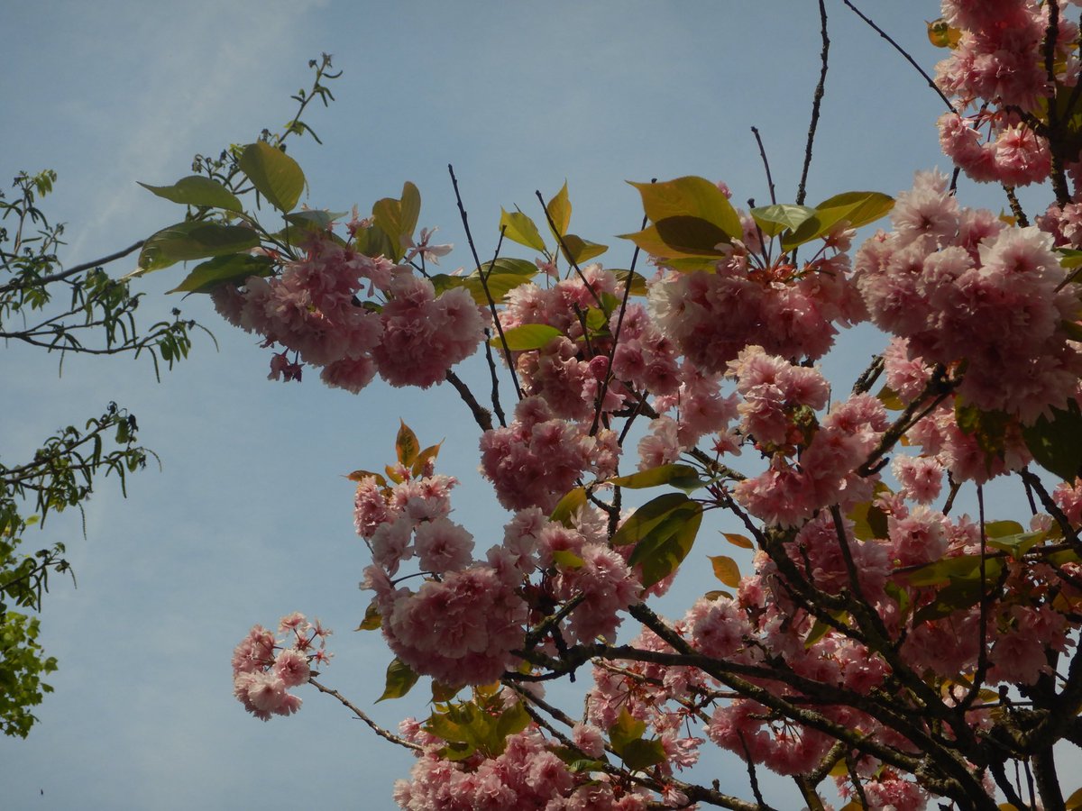 두마출 tweet media