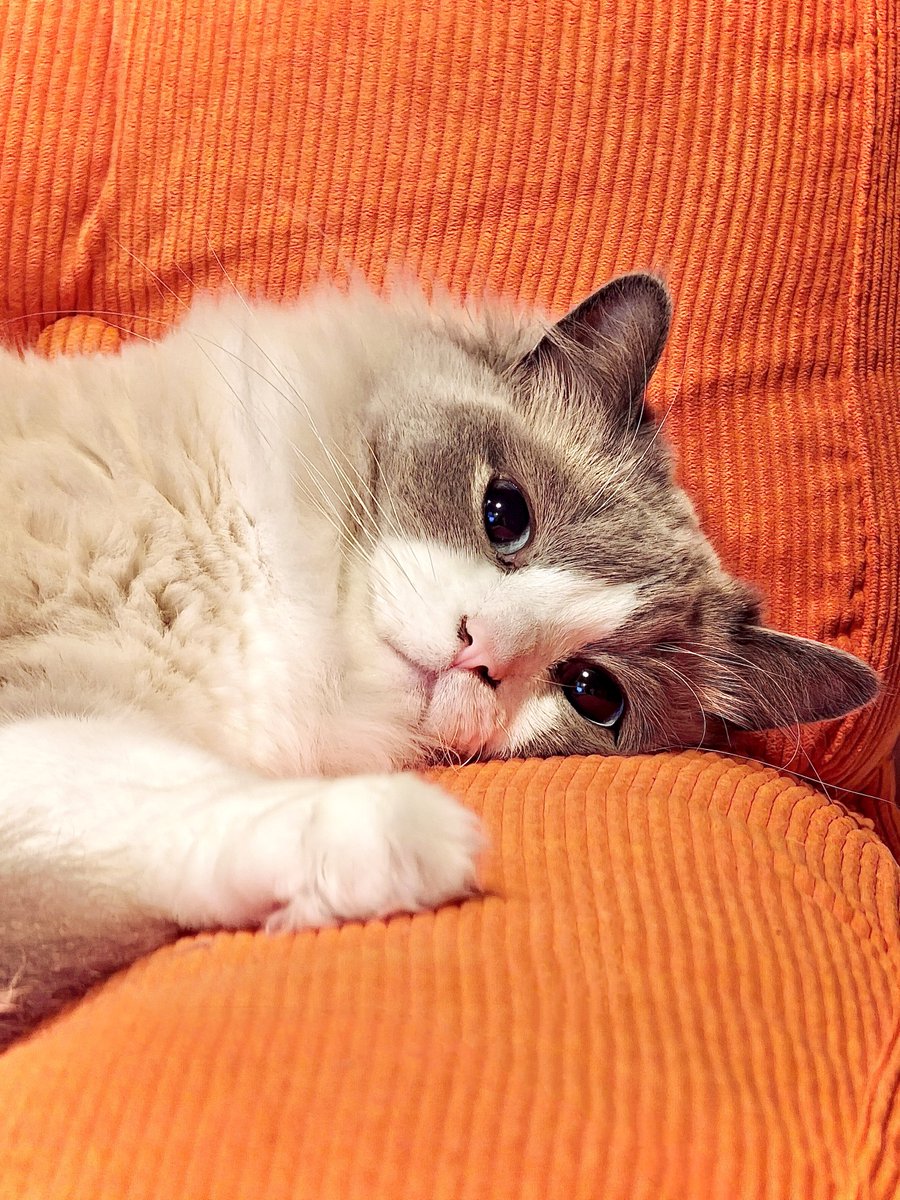 しろあん🐾でっかい北欧猫 tweet media