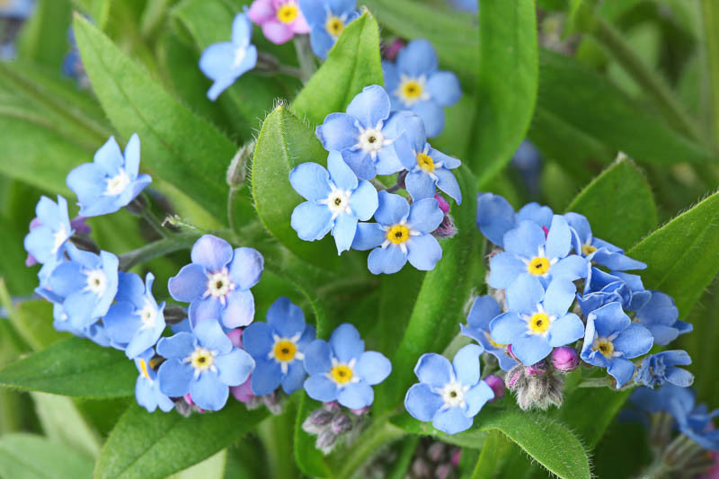 wolfany_Zeraora's tweet photo. @mafurfurina I think it’s forget-me-not flowers 
It looks similar but I’m not a botanic so it may be inaccurate https://t.co/iKkBxIiqZK
