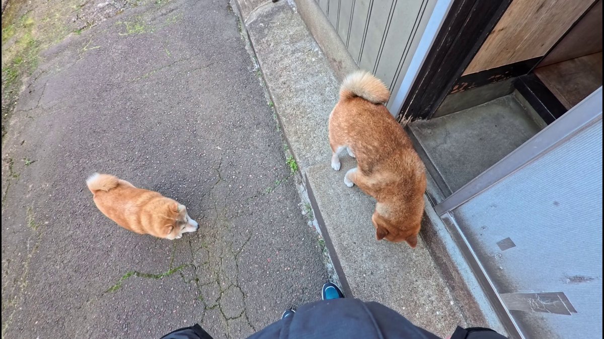 GMJpaCSCbuIDYDw's tweet image. 【家宅侵入】先陣のココさんがマゴツくと裏口が渋滞します
#dog #shiba #犬 #柴犬 #丸柴 #犬のいる生活 #柴犬がいる暮らし
この続きはコチラから👇️
youtu.be/q894J9wPsTg @YouTube