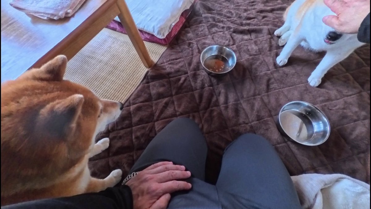 GMJpaCSCbuIDYDw's tweet image. モモさんのご飯は狙われている
#dog #shiba #犬 #柴犬 #丸柴 #犬のいる生活 #柴犬がいる暮らし
この続きはコチラから👇️
youtu.be/X7pu89AOgew @YouTube