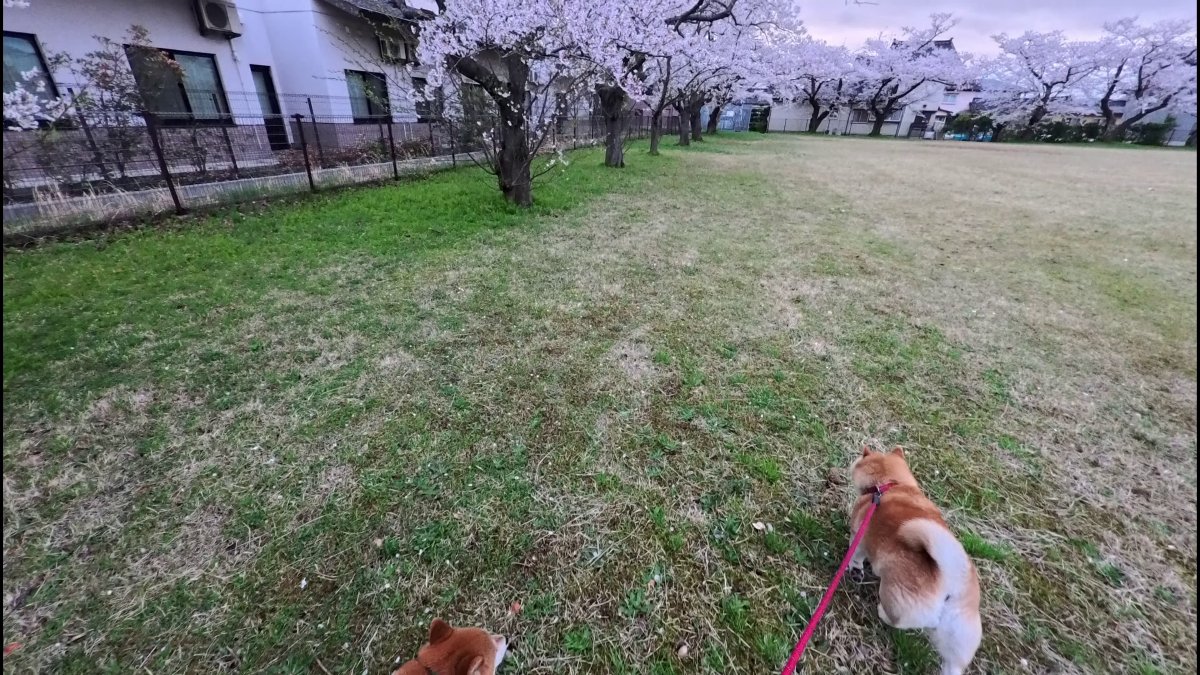 GMJpaCSCbuIDYDw's tweet image. ゴールデンウィークのお花見🌸🌸🌸
#dog #shiba #犬 #柴犬 #丸柴 #犬のいる生活 #柴犬がいる暮らし
この続きはコチラから👇️
youtu.be/zivY480VaXs @YouTube