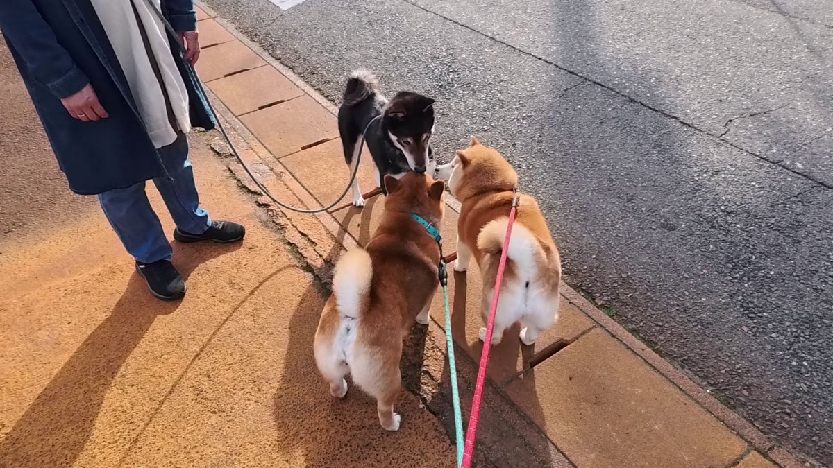 GMJpaCSCbuIDYDw's tweet image. 海外赴任より無事帰宅！蓮君との再開！！
#dog #shiba #犬 #柴犬 #丸柴 #犬のいる生活 #柴犬がいる暮らし
この続きはコチラから👇️
youtu.be/856sWbRubUk @YouTube