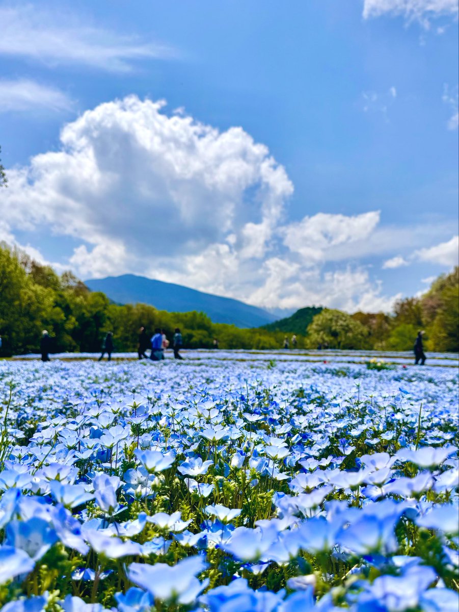 chogoxxx's tweet photo. 国営アルプスあづみの公園⑥
ひたち海浜公園で見慣れたネモフィラ
今年は見れず仕舞いだったから
ここの青に出会えてよかった

#写真好きと繋がりたい
#キリトリセカイ
#ファインダー越しの私の世界 https://t.co/nISqKFT4V5