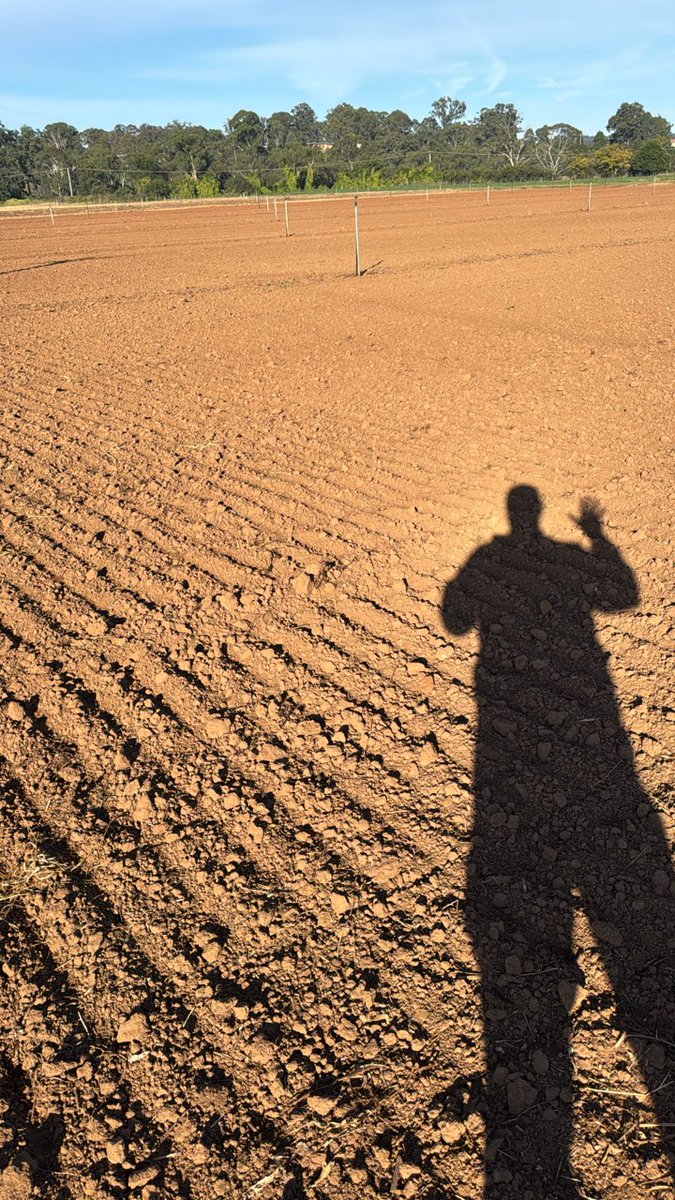 PbiCobbitty's tweet photo. PBI Cobbitty, University of Sydney
Our team - Mr Matthew Williams and Dr Muhammad Gill has commenced the first sowing of cereal rust spreader rows at PBI Cobbitty for NVT assessment - Dr Davinder Singh @davs_singh. @theGRDC  @GRDCNorth @GRDCWest @GRDCSouth @GRDC_NVT @GRDCWest https://t.co/LL4SojTc3s