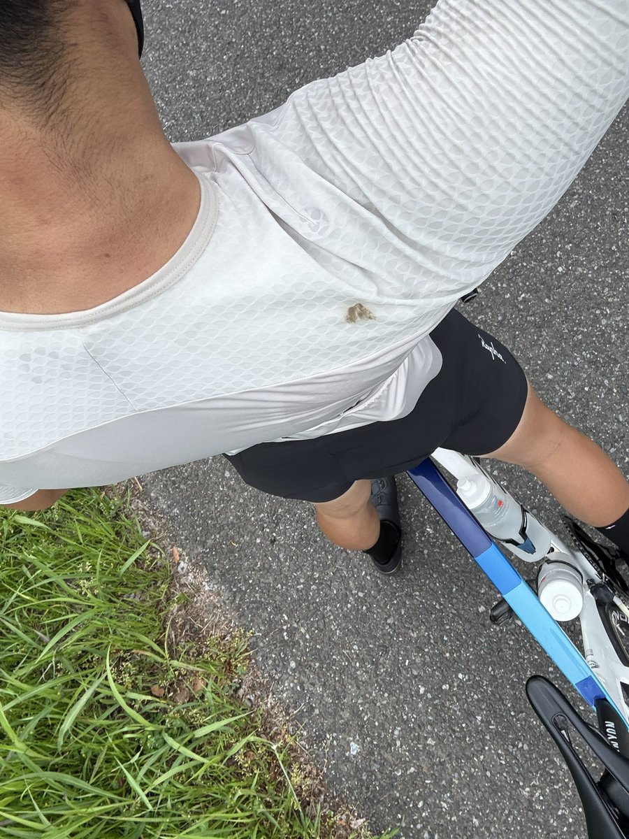 埼玉大のヒグマ tweet media