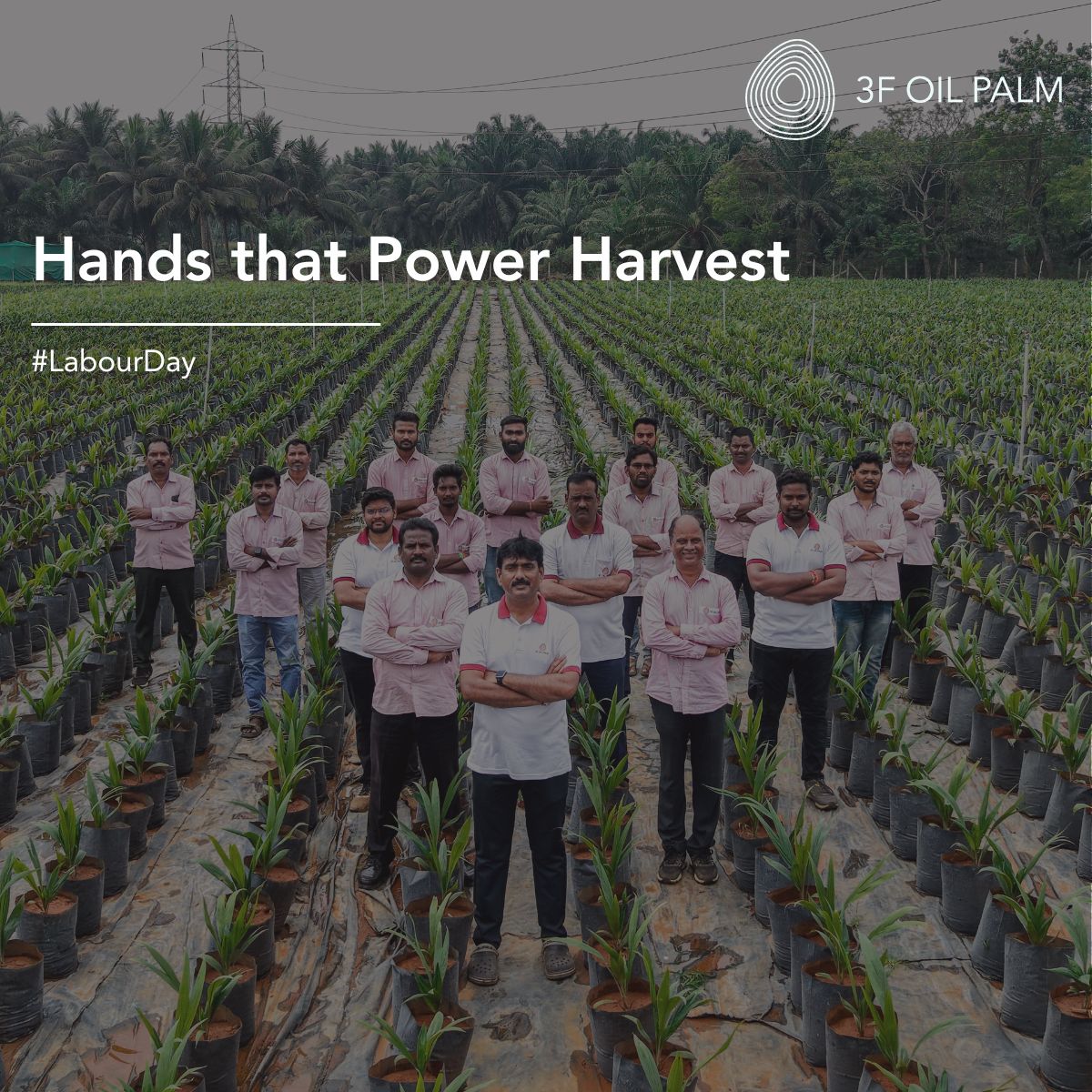 3foilpalm's tweet photo. This Labour Day, we celebrate the hands that power India. 

From fields to processing, every effort drives progress. At 3F Oil Palm, we stand by our farmers and workforce with timely support, fair practices, and continuous guidance.

#LabourDay #RespectLabour #3FOilPalm https://t.co/LRVHWP2nIQ