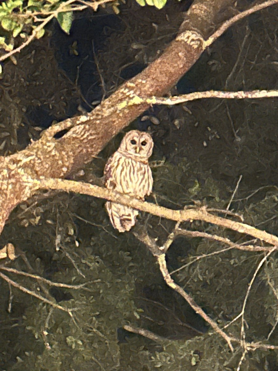 Maxx81_81's tweet image. Owl watching me 😂 a lil #creepy at night