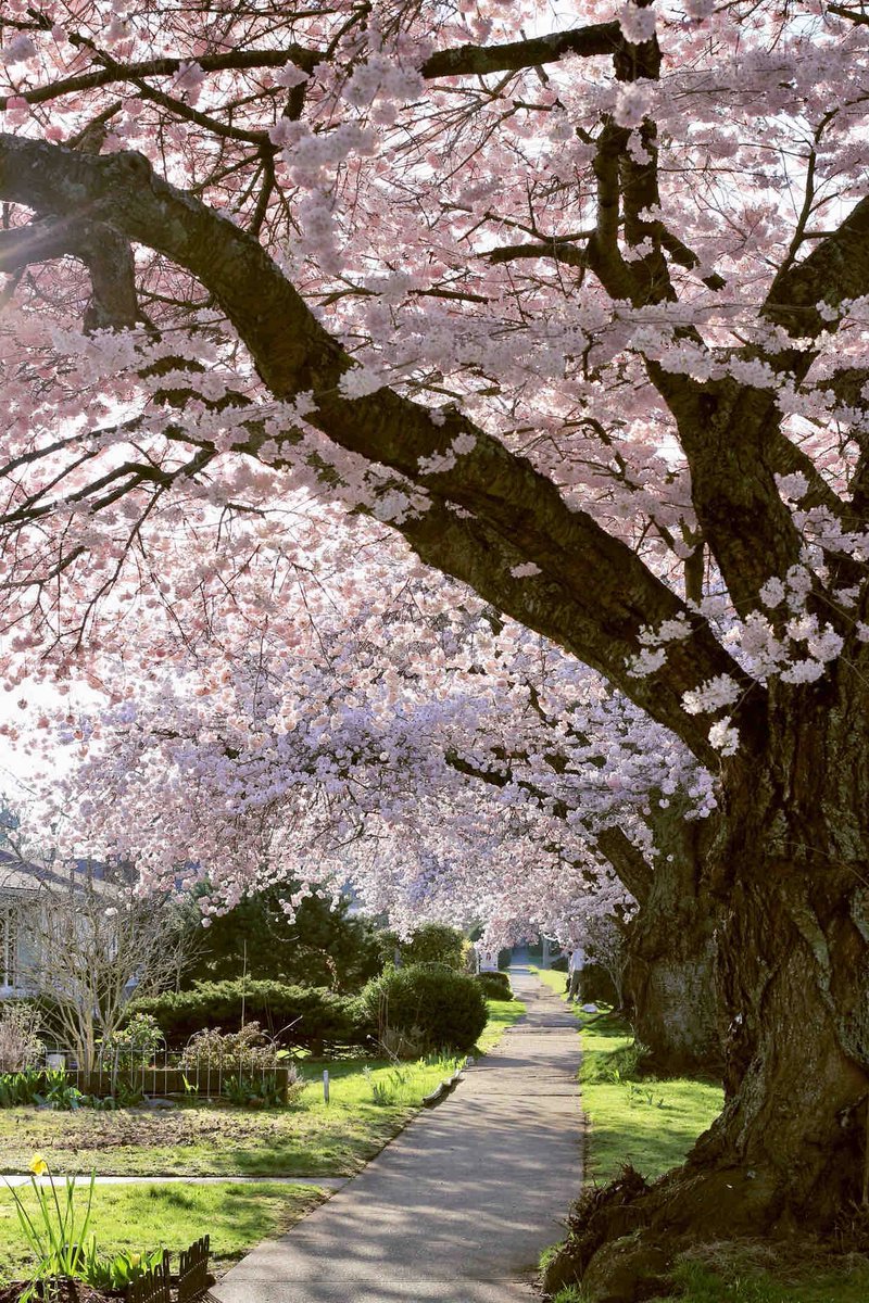 Samueemolo's tweet photo. 日本の桜と、バンクーバーの桜、どっちがきれいなんだろうね〜？🌸 https://t.co/X449E2S4dX