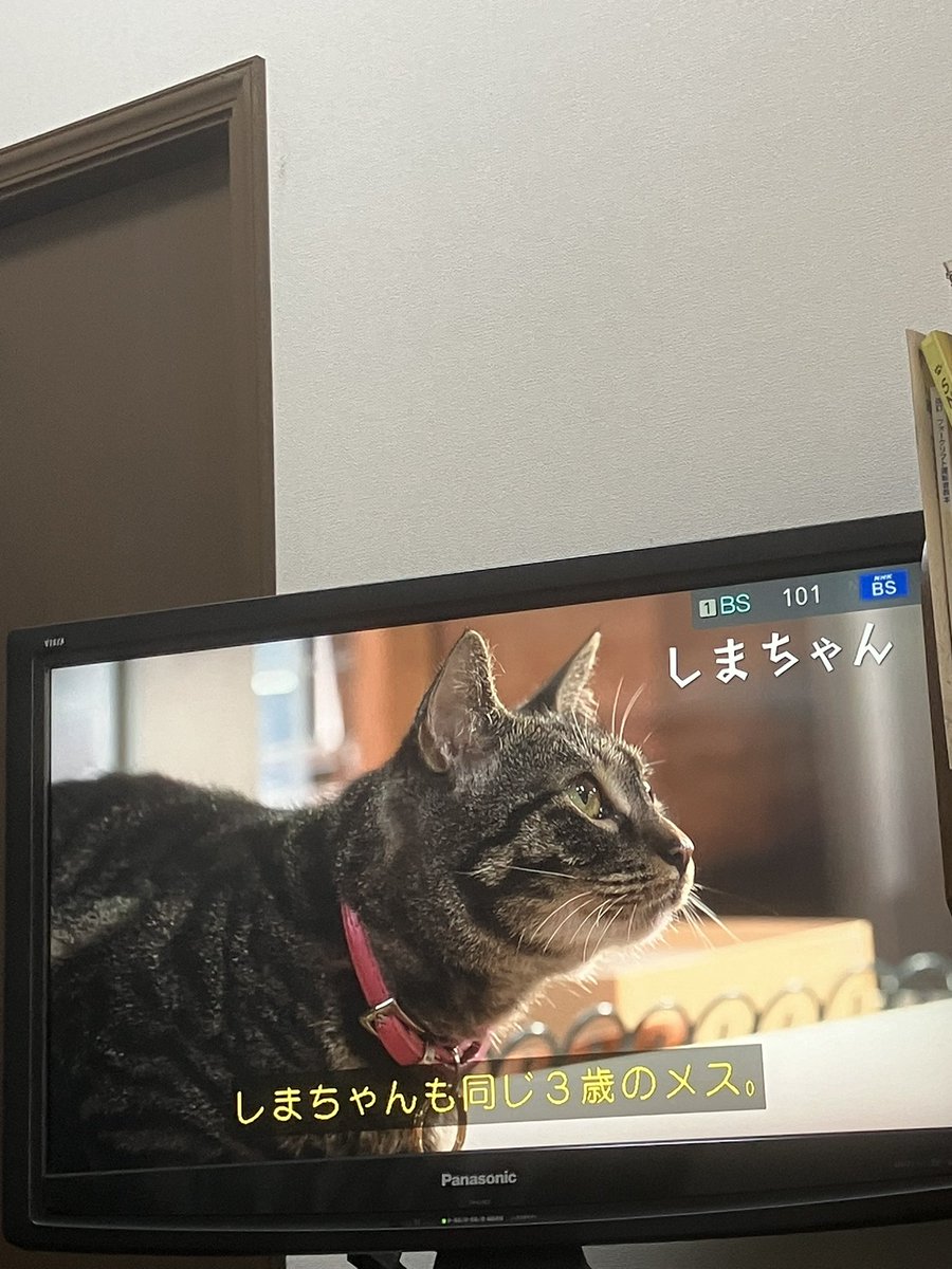 慶左衛門(けいざえもん)/けいくん事けいざえもん@2025年7月より婚活プロジェクト開始 tweet media