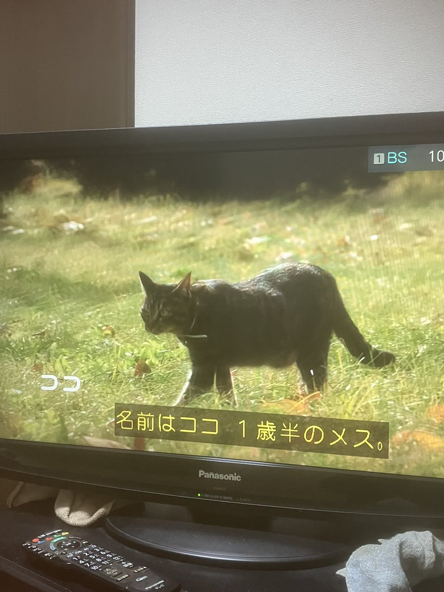 慶左衛門(けいざえもん)/けいくん事けいざえもん@2025年7月より婚活プロジェクト開始 tweet media