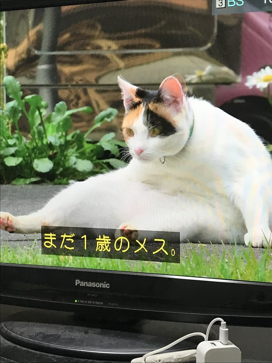 慶左衛門(けいざえもん)/けいくん事けいざえもん@2025年7月より婚活プロジェクト開始 tweet media